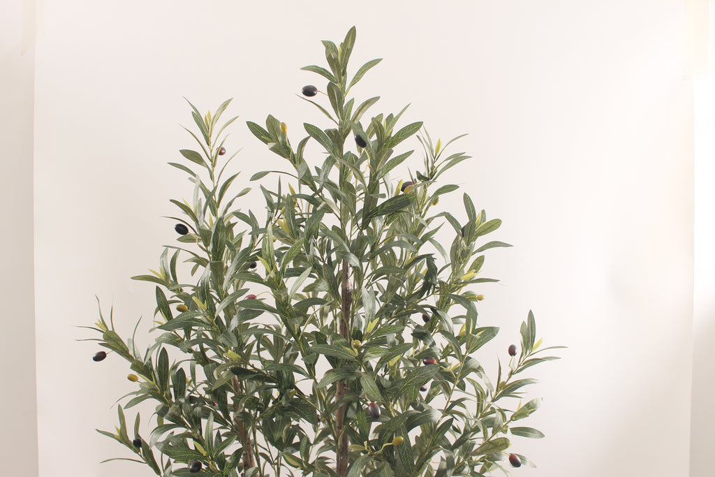 LIGURIA OLIVE SILENCE 170CM / OLIVTRÄD