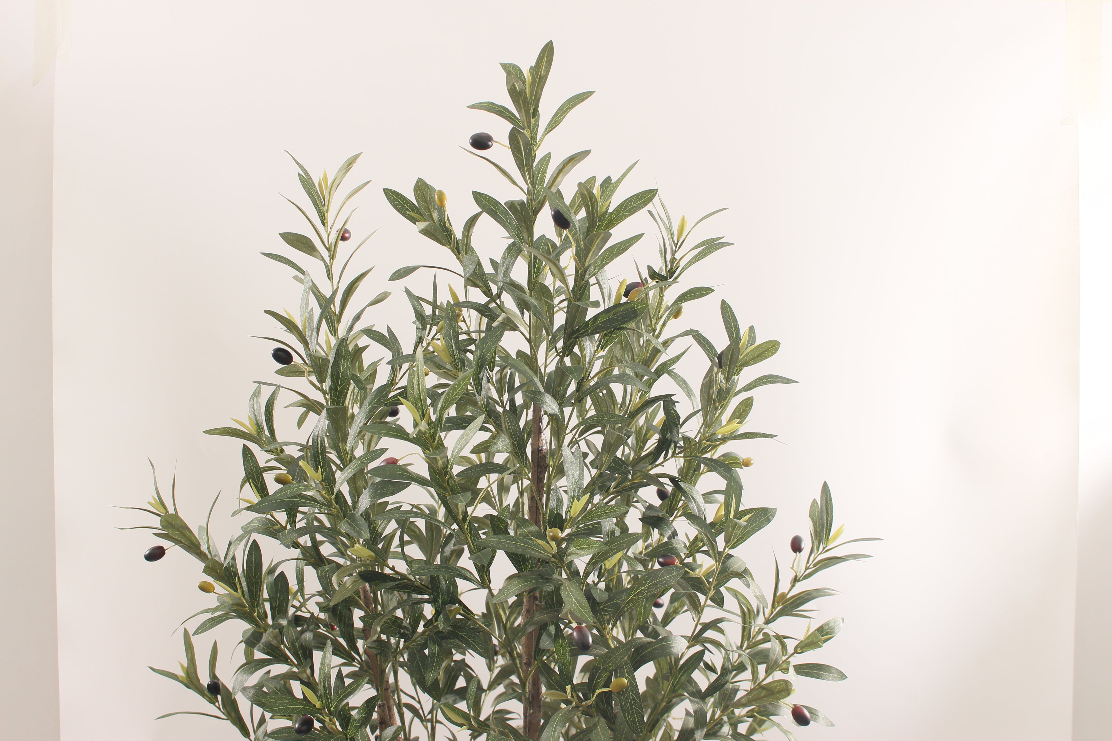 LIGURIA OLIVE SILENCE 170CM / OLIVTRÄD