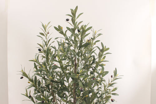LIGURIA OLIVE SILENCE 170CM / OLIVTRÄD