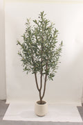 LIGURIA OLIVE SILENCE 210CM